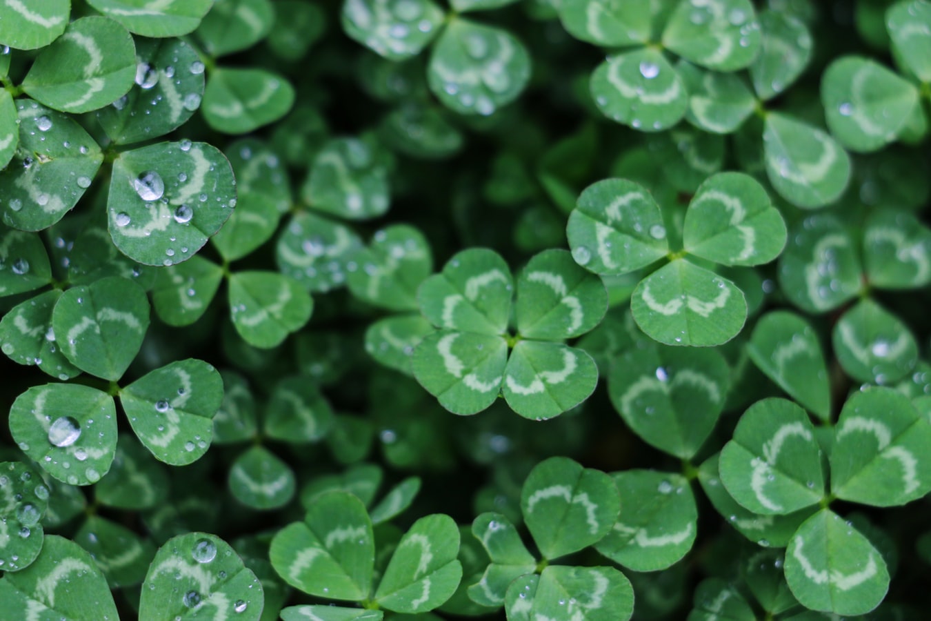the-treasure-of-four-leave-clovers-and-man